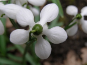 Galanthus rizehensis 'Margaret Billington'